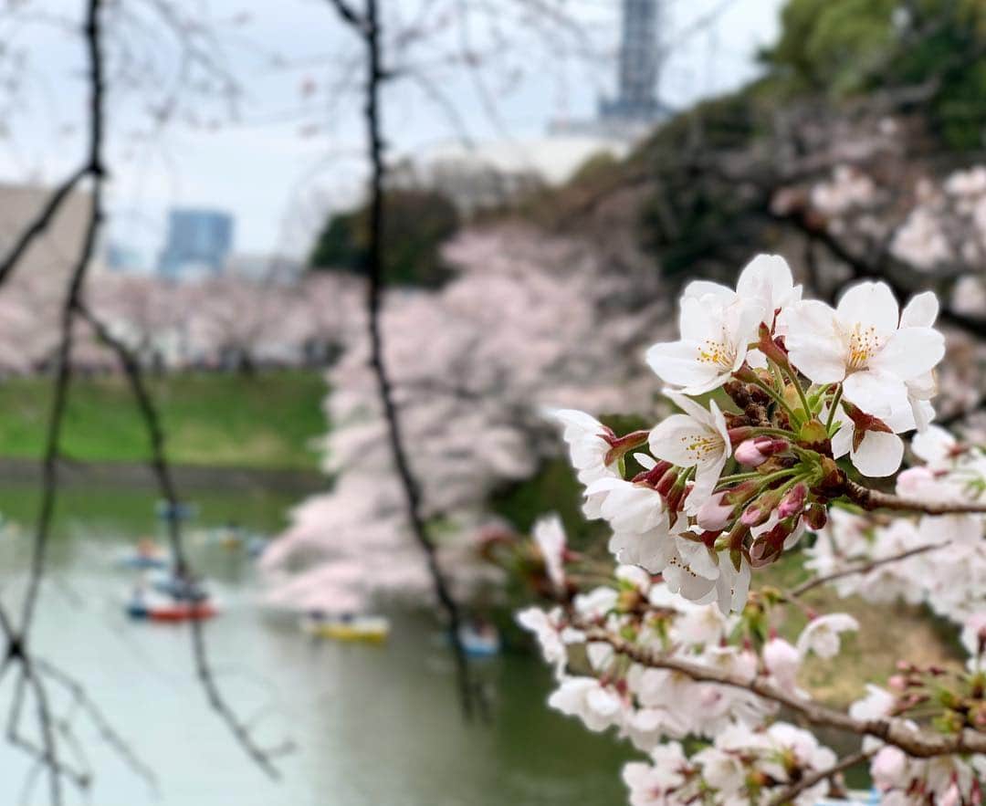 三倉茉奈さんのインスタグラム写真 - (三倉茉奈Instagram)「近くで用事があったので、一人でふらっと千鳥ヶ淵へ。 千鳥ヶ淵の桜、初めて。綺麗ー！ もう8分くらいは咲いてる。 桜もそんな慌てて咲かなくても良いのにー。 咲き始めたと思ったら早い！散っちゃうの寂しいから、慌てずゆっくりで良いよーー✨ #お花見🌸  #千鳥ヶ淵  #cherryblossom #ボート人気 #みんなの街の桜の咲き具合は？ #関西はまだあまり咲いてないとの噂」3月29日 12時41分 - mana_mikura_official