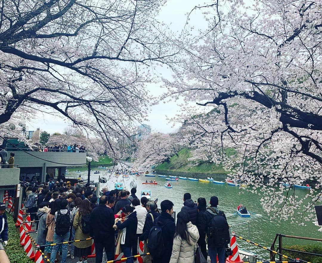 三倉茉奈さんのインスタグラム写真 - (三倉茉奈Instagram)「近くで用事があったので、一人でふらっと千鳥ヶ淵へ。 千鳥ヶ淵の桜、初めて。綺麗ー！ もう8分くらいは咲いてる。 桜もそんな慌てて咲かなくても良いのにー。 咲き始めたと思ったら早い！散っちゃうの寂しいから、慌てずゆっくりで良いよーー✨ #お花見🌸  #千鳥ヶ淵  #cherryblossom #ボート人気 #みんなの街の桜の咲き具合は？ #関西はまだあまり咲いてないとの噂」3月29日 12時41分 - mana_mikura_official