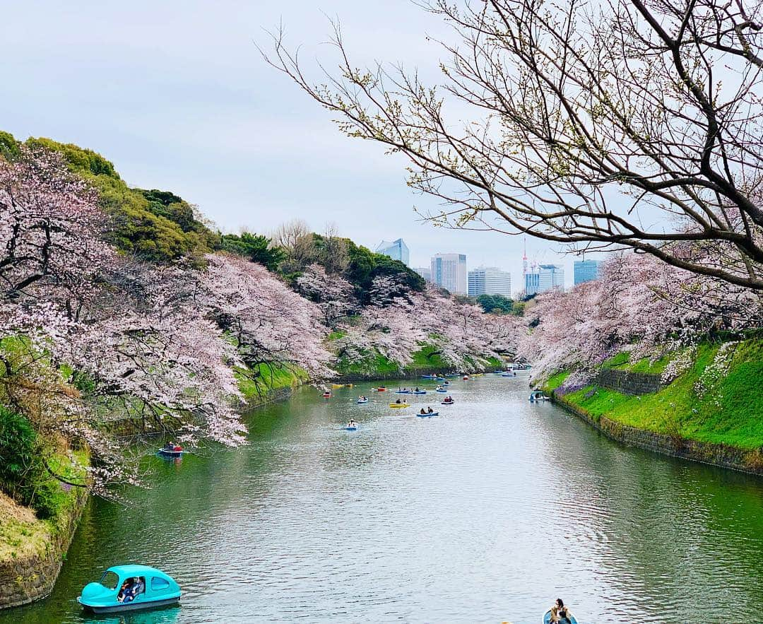 三倉茉奈さんのインスタグラム写真 - (三倉茉奈Instagram)「近くで用事があったので、一人でふらっと千鳥ヶ淵へ。 千鳥ヶ淵の桜、初めて。綺麗ー！ もう8分くらいは咲いてる。 桜もそんな慌てて咲かなくても良いのにー。 咲き始めたと思ったら早い！散っちゃうの寂しいから、慌てずゆっくりで良いよーー✨ #お花見🌸  #千鳥ヶ淵  #cherryblossom #ボート人気 #みんなの街の桜の咲き具合は？ #関西はまだあまり咲いてないとの噂」3月29日 12時41分 - mana_mikura_official