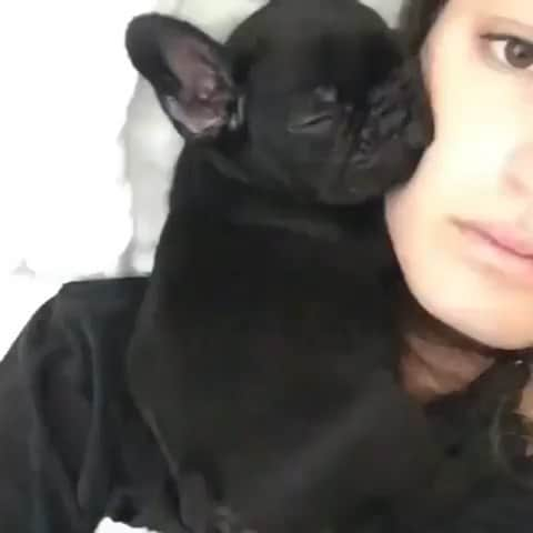 French Bulldogのインスタグラム