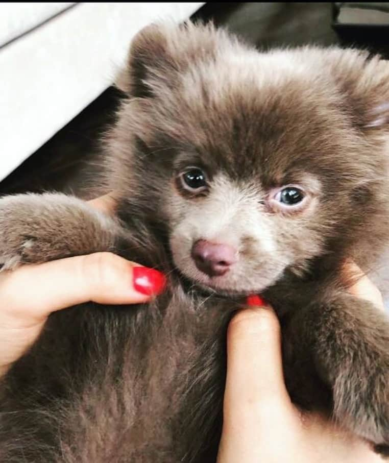 オリンピックチャンネルさんのインスタグラム写真 - (オリンピックチャンネルInstagram)「This cute Spitz pup belongs to an Olympic Champion, he is called Barney and his owner calls him 'Barney bear' 🐻. Who does Barney belong to?  #PetsOfOlympians」3月29日 5時42分 - olympicchannel_x