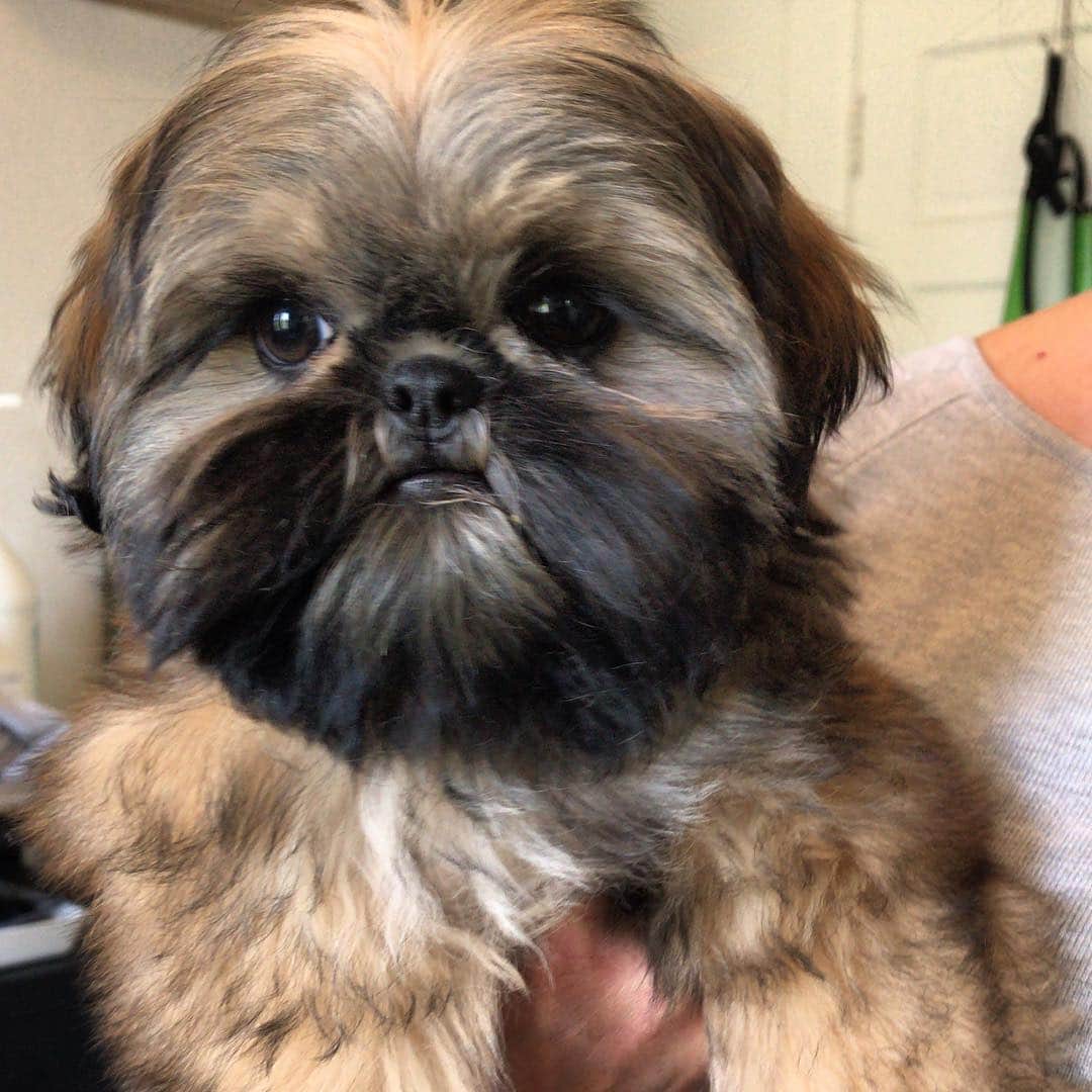 Dogs by Ginaのインスタグラム：「Newest DBG family member, Talulah ❤️ follow @charlotte_tallulah_」