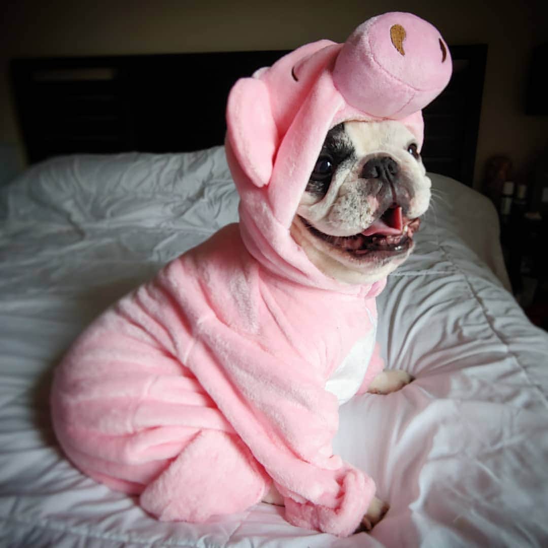 Manny The Frenchieのインスタグラム：「You are what you eat! 😂🐷🥓 #tbt」