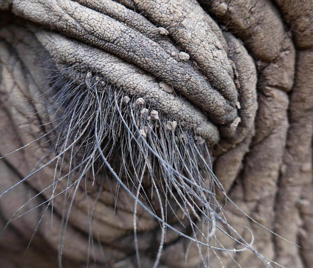 thephotosocietyさんのインスタグラム写真 - (thephotosocietyInstagram)「Photograph by @chancellordavid (David Chancellor) | Sleeping bull elephant, Eastern Cape, South Africa. This is from my work on the sedation of elephants; when administered, a new and delicate combination of drugs allows an elephant to gently slip into a deep, calm sleep, but the important thing is it sleeps on its feet—thus reducing the possibility of all manner of eventualities should it collapse, as often happens. This bull elephant is being worked on while he gently dozes, but it’s always possible that unexpected stimulation will wake a sedated animal. I'm privileged to witness the care and attention those who work with these precious creatures exhibit when intervention is the only alternative. #southafrica #conserving #conservation #wildlife #elephants」3月29日 6時09分 - thephotosociety