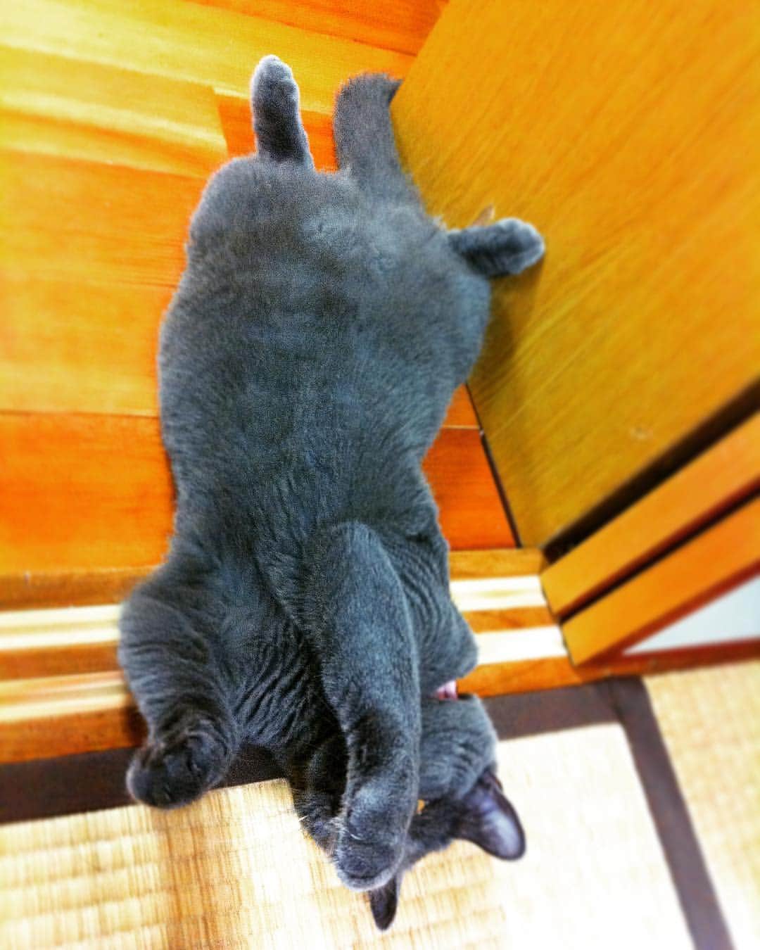 チキン南蛮カレーのルウ王子のグルメインスタ