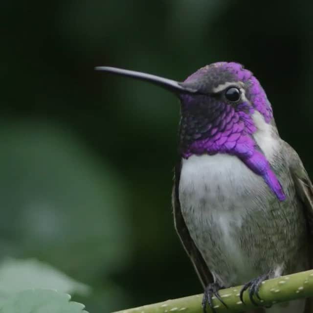 のインスタグラム：「Video by @timlaman | A male Costa’s hummingbird feeds on aloe flowers, revealing amazing colors used to impress females in his courtship display. Follow me @TimLaman to see my full series of hummingbird shots from the Coachella Valley, California and learn how this was shot.  #hummingbird #sunnylands #birdsofsunnylands #birds #coachellavalley #palmsprings #california」