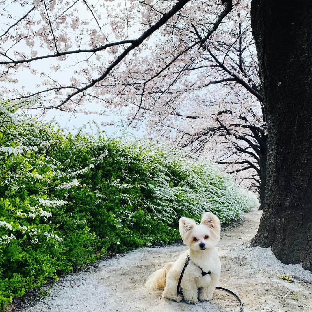 チャン・リーメイさんのインスタグラム写真 - (チャン・リーメイInstagram)「雪柳は、 ✳︎ ボクのことを待っていてくれました。 ✳︎ *:.Spring has come･:*..: ✳︎ #八分咲き #雪柳と桜 #sakura #愛犬と花見 #桜の小径 #ポメラニアン #ポメラニアンミックス #pomeranianmix #元保護犬 #花見犬 #花と犬 #springhascome #yukiyanagi」3月29日 6時41分 - limeichiang