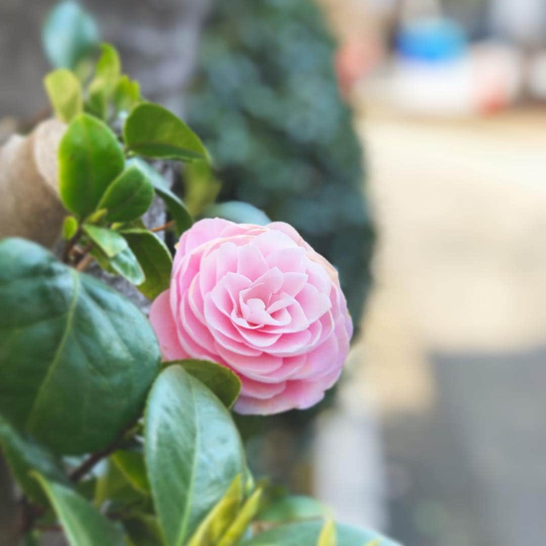 とよた真帆さんのインスタグラム写真 - (とよた真帆Instagram)「和菓子みたい^_^  #お散歩  #花  #おはよう」3月29日 6時42分 - maho_toyota