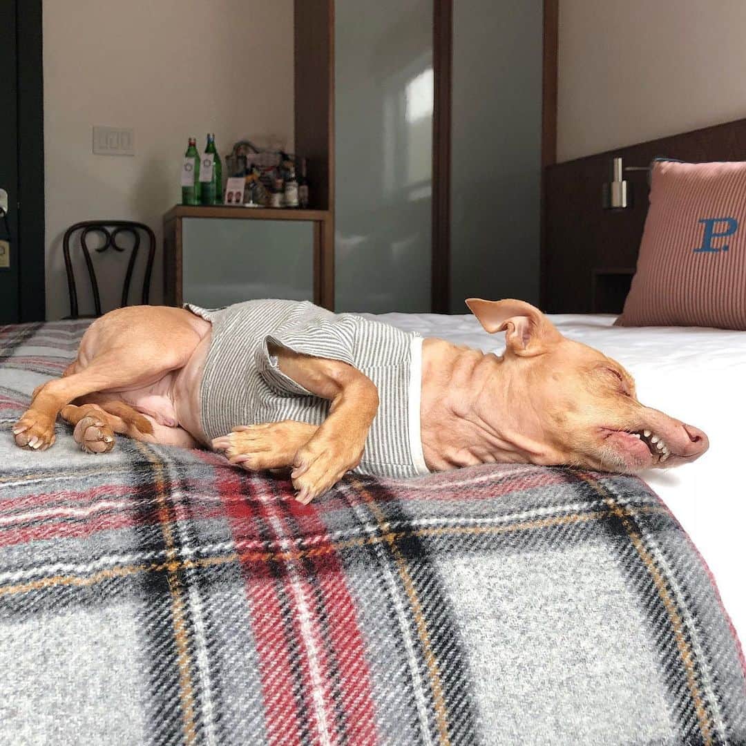 Tuna {breed:chiweenie} さんのインスタグラム写真 - (Tuna {breed:chiweenie} Instagram)「You know it’s a comfy bed when you sleep like a boss...stretched out, mouth relaxed, arms crossed, ON TOP of the covers. Not even under them! Those are the signs of true comfort, and he slept like a baby when we stayed at @palisociety’s #palihotelculvercity. For more on our visit to this adorable boutique hotel last month, check out @thetravelingtuna! #tbt」3月29日 7時06分 - tunameltsmyheart