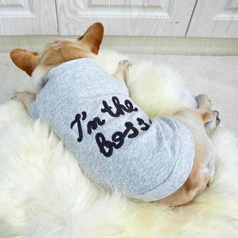 French Bulldogさんのインスタグラム写真 - (French BulldogInstagram)「I'm The Boss Sweatshirt shows everyone who's in charge with its embroidery messaging 😎🐽❤ .⠀ . ⠀ .⠀ .⠀ .⠀ #franskbulldog #bulldogfrancese #bullys #frenchbulldoglife#frenchbull #bulldogs #buhi #frenchy #bulldogsofinstagram#frenchiesofig #frenchiepup #loveabully #frenchiebulldog#sleepypup #instafrenchie #bulldogmoments #鼻ぺちゃ#buhigram #bullieslife #frenchiesofinstagram」3月29日 7時11分 - frenchie.world