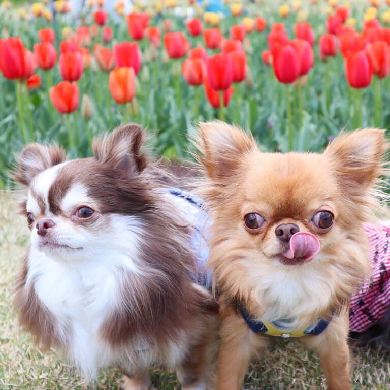 のインスタグラム：「* * 珍しく お目目パッチリ👀💗✨ * * Lychee🌷kulio * * #チューリップ #chihuahua#chihuahualove#dogstgram#dog#instadog#チワワ#チワワ大好き * *」