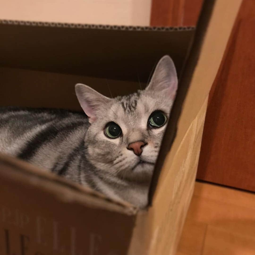 Alain アランさんのインスタグラム写真 - (Alain アランInstagram)「Good morning! Bonjour! I got a box📦 ! Yay! * おはようございますにゃん！ 箱📦、ゲットだぜ! アラン王子、楽しそう😽 * #catstagram #cat_features  #topcatphoto #cutepetclub #catsofinstagram #ig_catclub #cats_of_world #meowsandwoofs #meowvswoof#nc_cuties #excellent_cats #catstocker  #bestmeow #magnificenteowdels#bestcats_oftheworld#INSTACAT_MEOWS #peco #スタペグラム#ペピ友#animalsco#mofmo#igersjp#みんねこ#ふわもこ部#アメショー#ビューティープロコンテスト @beautypro_contest #ねこにすとパネル希望」3月29日 7時15分 - alain_cat