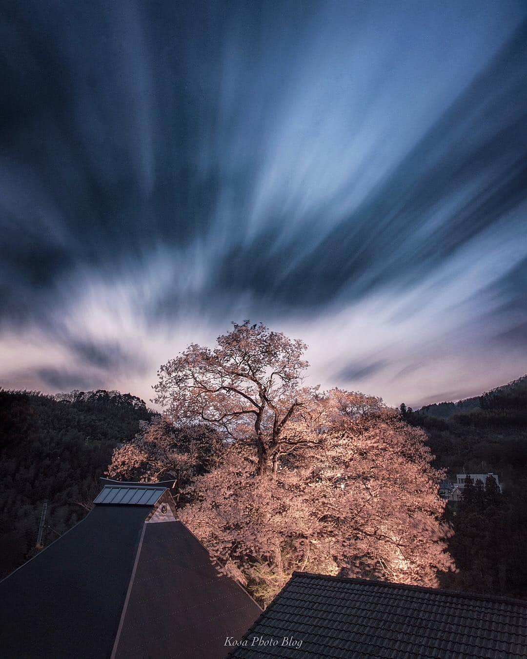 コサさんのインスタグラム写真 - (コサInstagram)「昨晩、ライトアップ狙ってきました👍 台風により今年はボリュームダウンですが、それでもこの存在感は凄かった👏 たった1日だけでも桜のスピードが凄いですね😲 行きたいところ果たして全部回れるかなぁ😅 . Location:和歌山県 Wakayama/Japan Data:2019.3.28 . #桜#LBJ_桜2019 #apj_桜フェス2019 #as_桜2019 #team_jp_春色2019 #art_of_japan_ #light_nikon #ap_japan_member  #japan_night_view_member #tokyocameraclub #グッドトリップ和歌山 #はなまっぷ #longexposure_japan #ADDICTED_TO_NIGHTS #sorakataphoto #IG_PHOS #team_jp_ #dpj_member #photo_jpn #ptk_japan #japan_of_insta #IGersJP #広がり同盟メンバー #s_shot #pt_life_ #kf_gallery_vip #nipponpic_member #LBJ_members #japan_great_view #きみのフォトコン2019」3月29日 7時30分 - kosa_photo