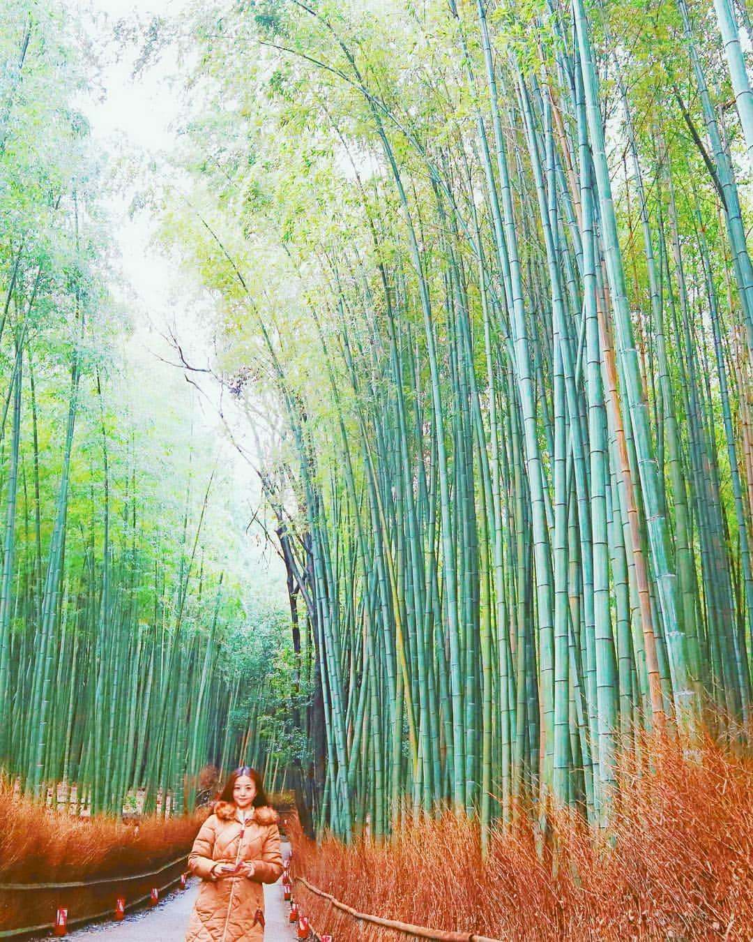 大桃美代子さんのインスタグラム写真 - (大桃美代子Instagram)「さくらの前の京都にいきました。  寒い😵😨。 花冷えの京都です。  来年はお着物着て歩きたい。  #京都#そうだ京都行こう #京都グルメ#tokyo #一歩先を歩く#funtotrip #竹林#嵯峨野#嵐山#japan#discoverjapan#ジャパナビ#NHK#travelphotography#visitkyoto #嵯峨野#instatravel #竹林#」3月29日 7時40分 - miyoko_omomo