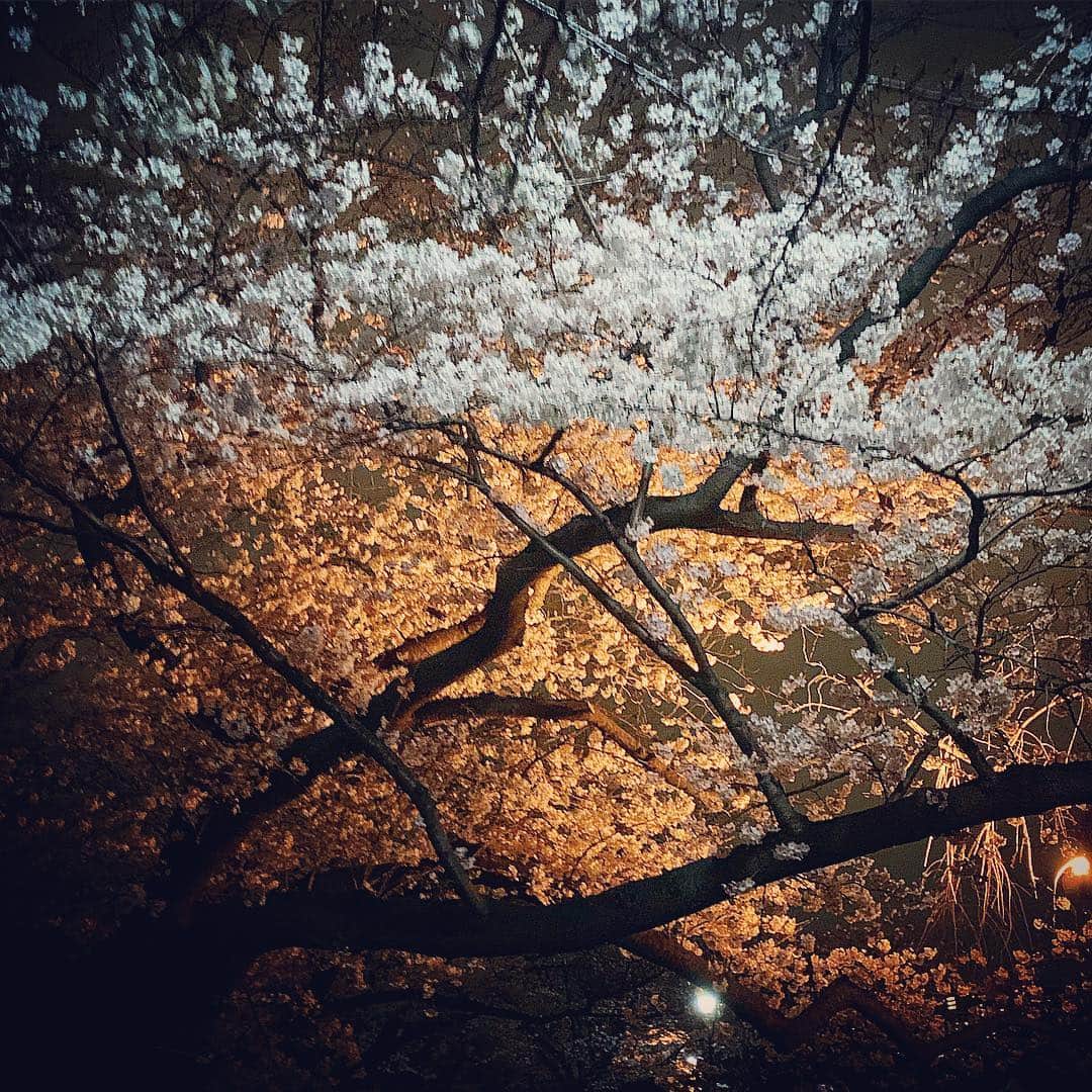 石田昌宏さんのインスタグラム写真 - (石田昌宏Instagram)「夜桜  #unknownjapan #桜」3月29日 7時40分 - masahiro_ishida_