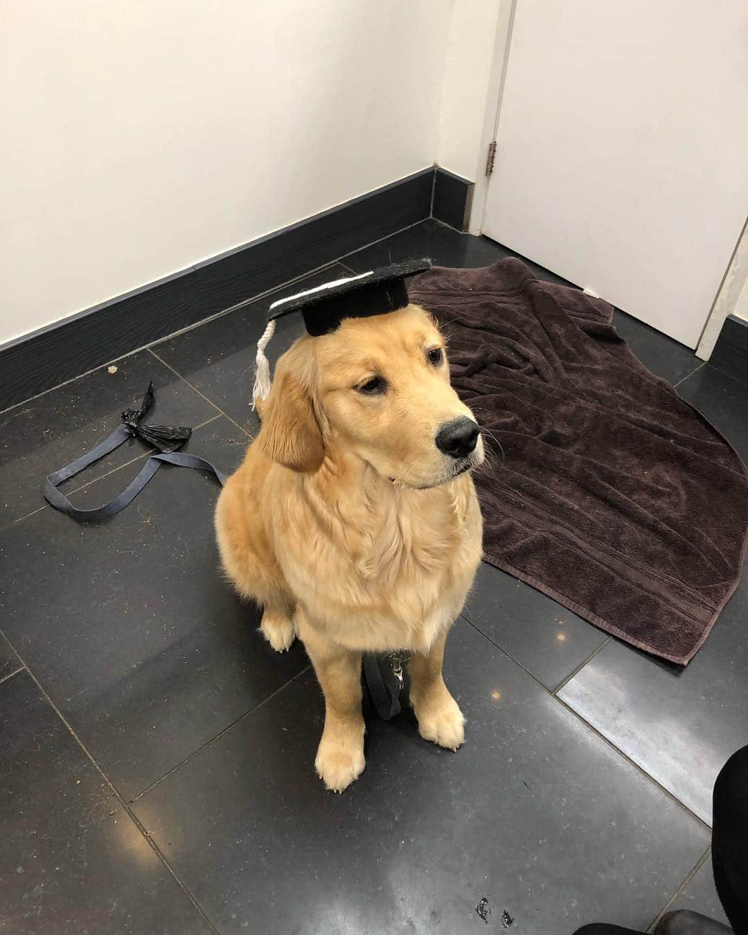 パトリック・チャンのインスタグラム：「Poppy the scholar 🐕🎓@thepetshopboys」