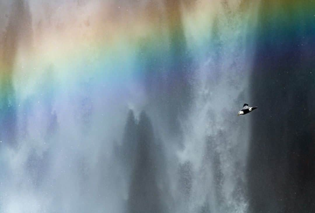 National Geographic Travelさんのインスタグラム写真 - (National Geographic TravelInstagram)「Photo by @BabakTafreshi | A northern fulmar glides in front of the iconic Skogafoss waterfall in Iceland. #fulmar #birds #waterfall @natgeoimagecollection」3月29日 7時42分 - natgeotravel