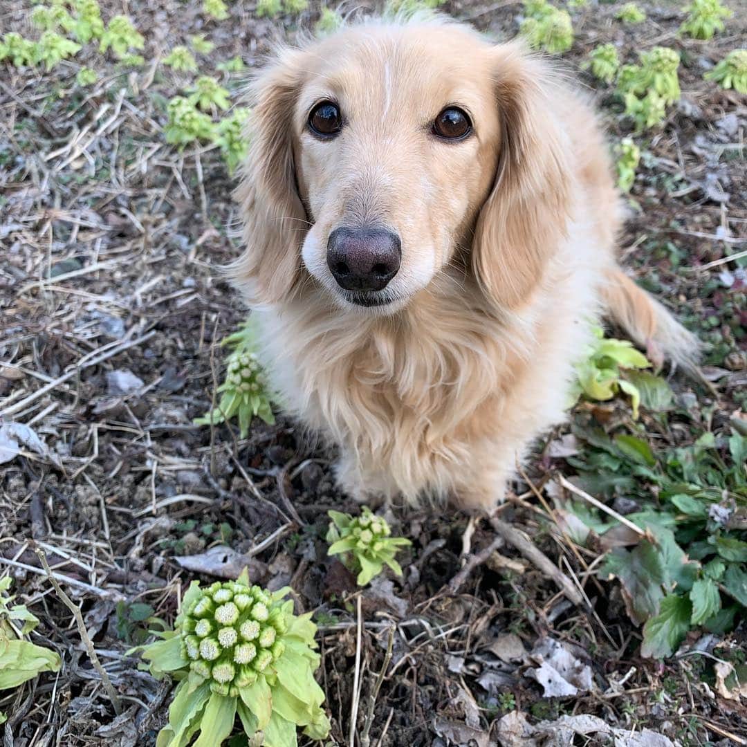 ハッチ＆ニコのインスタグラム：「Good morning 🌤 おは#ふきのとう ☘️ #カメラ嫌い同好会 #pecoいぬ部 #犬の生活が第一 #癒しわんこ #dachshund #犬バカ部 #短足部 #ふわもこ部 #tokyocameraclub #東京カメラ部」