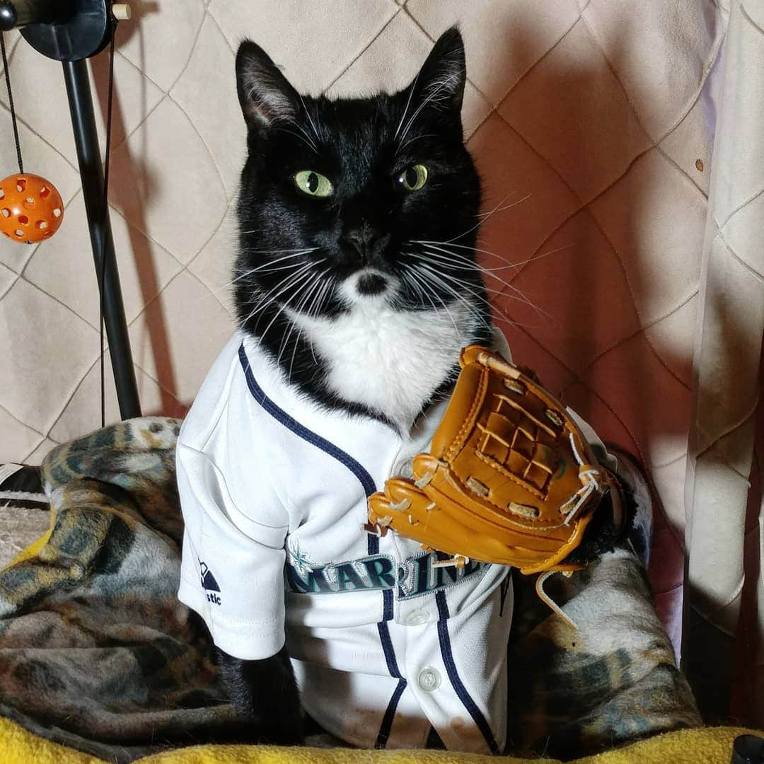 猫コスプレさんのインスタグラム写真 - (猫コスプレInstagram)「Oh and to any of our followers who might be #Baseball fans. Happy #OpeningDay!  #TrueToTheBlue #Mariners」3月29日 7時54分 - cat_cosplay