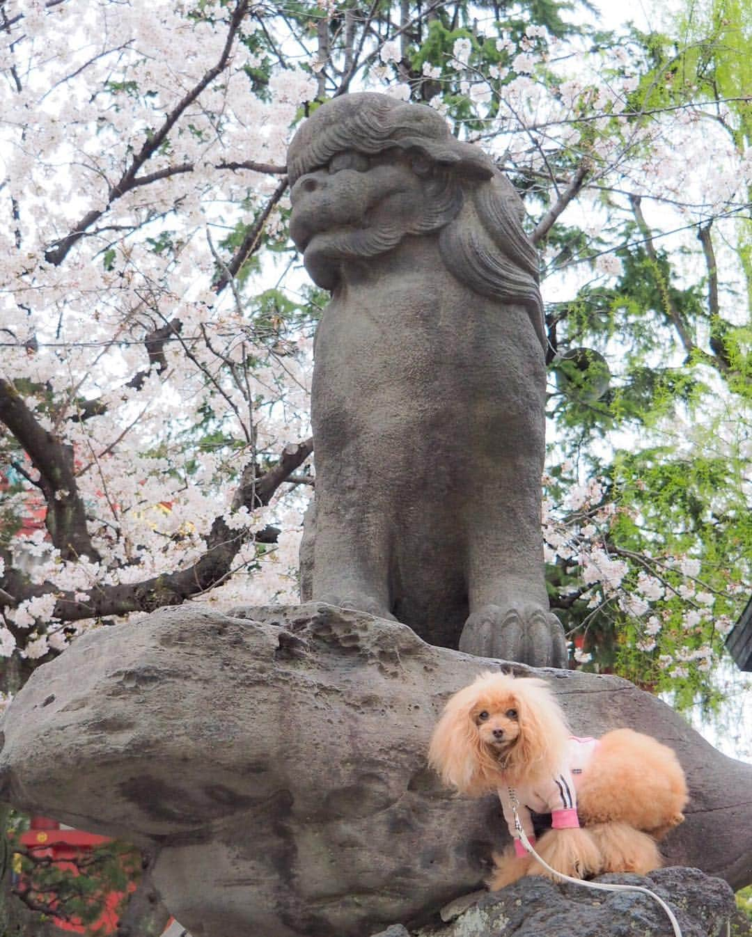 Toypoodle Mikuru?Asakusa Tokyoさんのインスタグラム写真 - (Toypoodle Mikuru?Asakusa TokyoInstagram)「20190329 Friday. Good morning! Friends 🌸 浅草寺も段々と満開になってきましたよ💓 . ❶ みくるボケてますが💦一生懸命オニク狙い ❷ 狛犬 ❸ 春だなぁ でも寒い😨 . 年度末の最終日ですが、 今日はお休みとって、お友達と遊びに行ってきまーす🥰 楽しみだね！みくるん😄 . #浅草寺 #仲見世通り #お散歩」3月29日 8時12分 - purapura299