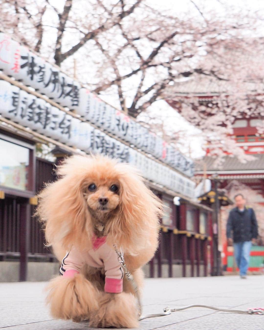 Toypoodle Mikuru?Asakusa Tokyoさんのインスタグラム写真 - (Toypoodle Mikuru?Asakusa TokyoInstagram)「20190329 Friday. Good morning! Friends 🌸 浅草寺も段々と満開になってきましたよ💓 . ❶ みくるボケてますが💦一生懸命オニク狙い ❷ 狛犬 ❸ 春だなぁ でも寒い😨 . 年度末の最終日ですが、 今日はお休みとって、お友達と遊びに行ってきまーす🥰 楽しみだね！みくるん😄 . #浅草寺 #仲見世通り #お散歩」3月29日 8時12分 - purapura299