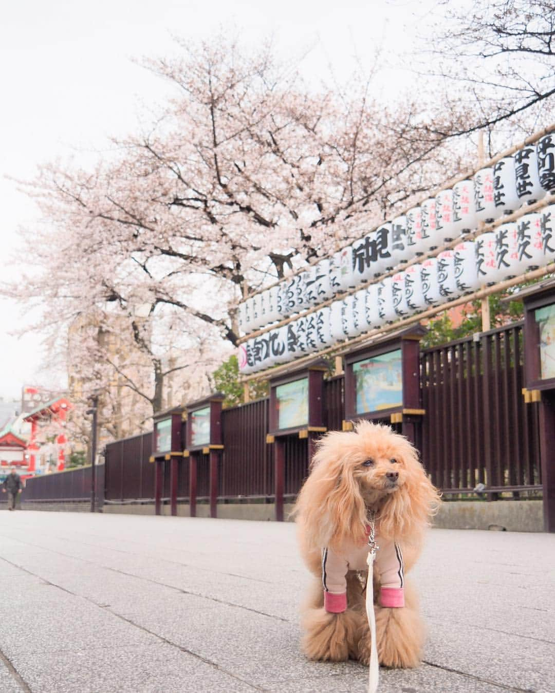 Toypoodle Mikuru?Asakusa Tokyoさんのインスタグラム写真 - (Toypoodle Mikuru?Asakusa TokyoInstagram)「20190329 Friday. Good morning! Friends 🌸 浅草寺も段々と満開になってきましたよ💓 . ❶ みくるボケてますが💦一生懸命オニク狙い ❷ 狛犬 ❸ 春だなぁ でも寒い😨 . 年度末の最終日ですが、 今日はお休みとって、お友達と遊びに行ってきまーす🥰 楽しみだね！みくるん😄 . #浅草寺 #仲見世通り #お散歩」3月29日 8時12分 - purapura299