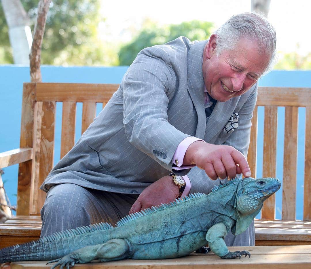 NBC Newsさんのインスタグラム写真 - (NBC NewsInstagram)「Charles, Prince Of Wales strokes a blue #iguana called Peter at the Queen Elizabeth II Royal Botanic Park on Thursday in Grand Cayman, Cayman Islands. . 📷 @chrisjacksongetty / @gettyimages」3月29日 8時23分 - nbcnews