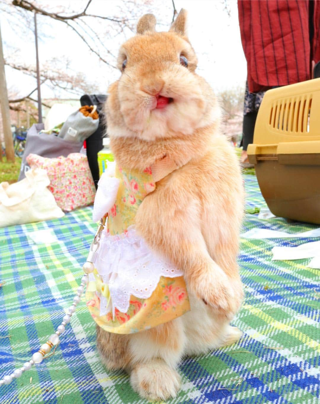 うー & なー ❤️ウチムラさんのインスタグラム写真 - (うー & なー ❤️ウチムラInstagram)「* 🐰🎀「わたち、かわいいしゃしんたくさん撮ってもらったんだからー！まっててよねー♡」 *  #bunny #rabbit  #animal  #pets #bunnystagram #rabbitstagram  #動物 #うさぎ #ネザーランドドワーフ #netherlanddwarf #オレンジ  #アンギーユ #アン #あんころ #アン子 #アン太郎 #canonEOSM100」3月29日 8時16分 - uu_una_mina