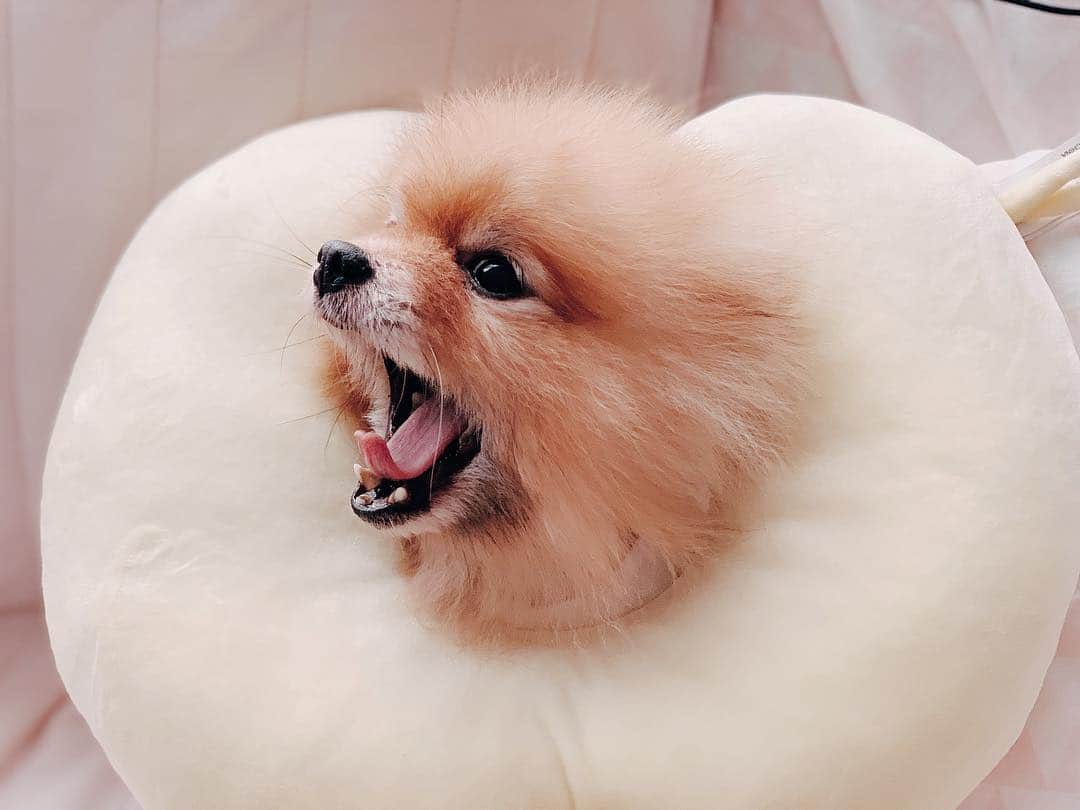 r_oseのインスタグラム：「Roarrrrr.. 🦁〰️」