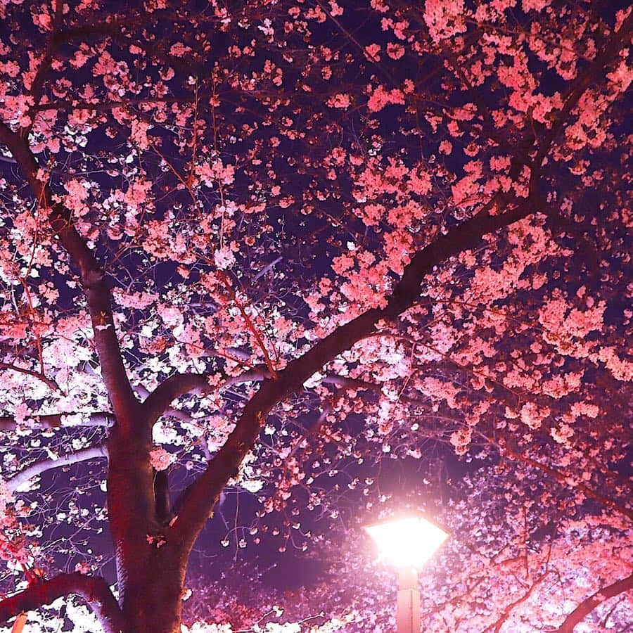 東急電鉄さんのインスタグラム写真 - (東急電鉄Instagram)「. “Meguro river”, famous spot for cherry blossoms is only one-minute walk from Nakameguro station. The rows of 800 cherry blossoms are illuminated and looks different at night. Let’s go see “Yozakura” (cherry blossoms at night view)! (Nakameguro Station/Toyoko Line) . 桜の名所である「目黒川」は中目黒駅から徒歩1分程。 夜には約800本の桜並木がライトアップされ、昼間と違った桜をみることができます。 どこまでも続く桜並木の下をゆっくりと歩きながら夜桜を堪能してみてはいかがでしょうか。 （中目黒駅/東横線) . #meguroriver #sakura #cherryblossoms #hanami #sakuralightup #spring #nakameguro #tokyo #japan #livinginjapan #livingintokyo #visitjapan #japantrip #ilovejapan #lovers_nippon #discoverjapan #벚꽃 . #目黒川 #目黒川の桜 #桜 #お花見 #桜の名所 #ライトアップ #夜桜 #桜並木 #春 #東急電鉄 #中目黒駅 #東急日和 #東急線めぐり」3月29日 8時39分 - tokyu_railways