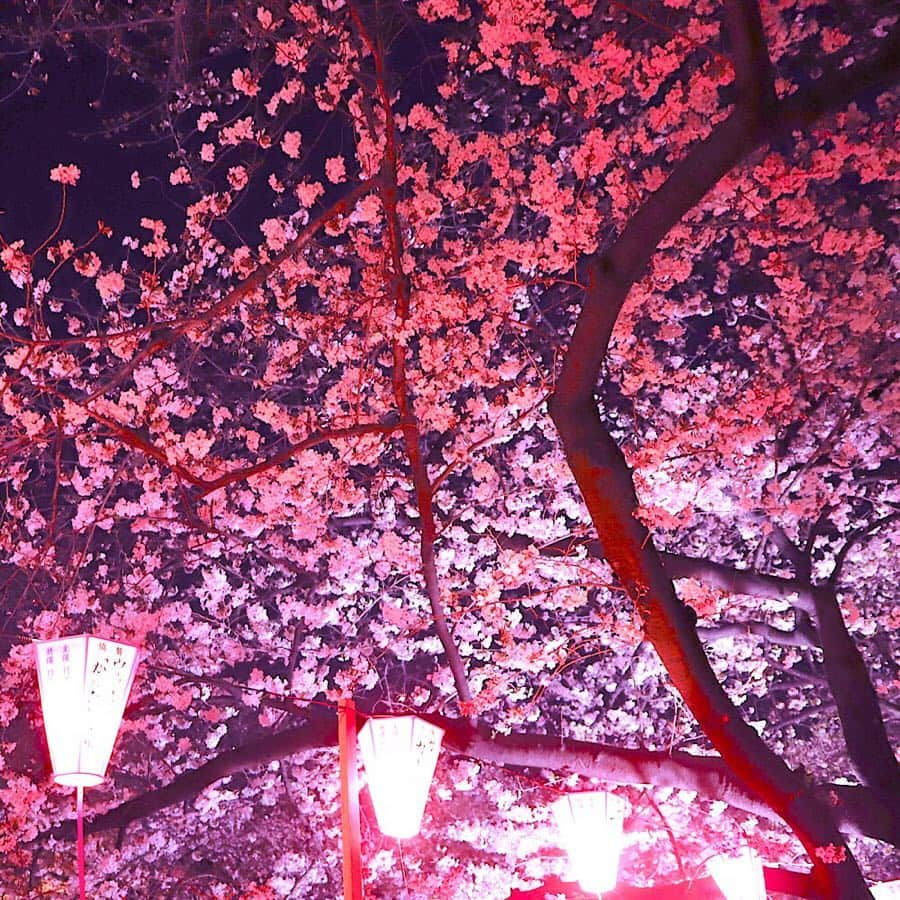 東急電鉄さんのインスタグラム写真 - (東急電鉄Instagram)「. “Meguro river”, famous spot for cherry blossoms is only one-minute walk from Nakameguro station. The rows of 800 cherry blossoms are illuminated and looks different at night. Let’s go see “Yozakura” (cherry blossoms at night view)! (Nakameguro Station/Toyoko Line) . 桜の名所である「目黒川」は中目黒駅から徒歩1分程。 夜には約800本の桜並木がライトアップされ、昼間と違った桜をみることができます。 どこまでも続く桜並木の下をゆっくりと歩きながら夜桜を堪能してみてはいかがでしょうか。 （中目黒駅/東横線) . #meguroriver #sakura #cherryblossoms #hanami #sakuralightup #spring #nakameguro #tokyo #japan #livinginjapan #livingintokyo #visitjapan #japantrip #ilovejapan #lovers_nippon #discoverjapan #벚꽃 . #目黒川 #目黒川の桜 #桜 #お花見 #桜の名所 #ライトアップ #夜桜 #桜並木 #春 #東急電鉄 #中目黒駅 #東急日和 #東急線めぐり」3月29日 8時39分 - tokyu_railways