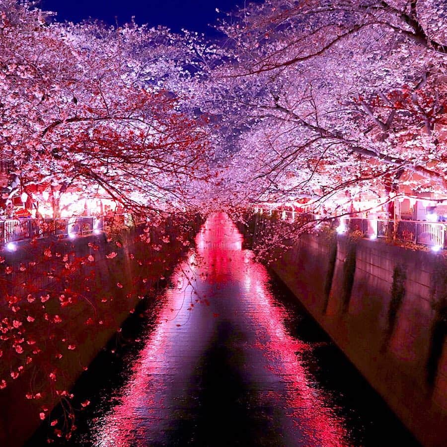 のインスタグラム：「. “Meguro river”, famous spot for cherry blossoms is only one-minute walk from Nakameguro station. The rows of 800 cherry blossoms are illuminated and looks different at night. Let’s go see “Yozakura” (cherry blossoms at night view)! (Nakameguro Station/Toyoko Line) . 桜の名所である「目黒川」は中目黒駅から徒歩1分程。 夜には約800本の桜並木がライトアップされ、昼間と違った桜をみることができます。 どこまでも続く桜並木の下をゆっくりと歩きながら夜桜を堪能してみてはいかがでしょうか。 （中目黒駅/東横線) . #meguroriver #sakura #cherryblossoms #hanami #sakuralightup #spring #nakameguro #tokyo #japan #livinginjapan #livingintokyo #visitjapan #japantrip #ilovejapan #lovers_nippon #discoverjapan #벚꽃 . #目黒川 #目黒川の桜 #桜 #お花見 #桜の名所 #ライトアップ #夜桜 #桜並木 #春 #東急電鉄 #中目黒駅 #東急日和 #東急線めぐり」