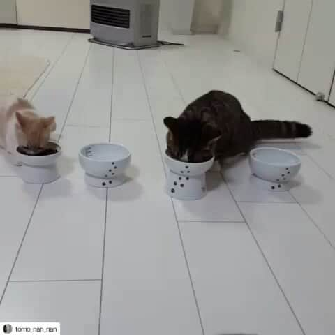 猫壱（ねこいち•ネコイチ）のインスタグラム