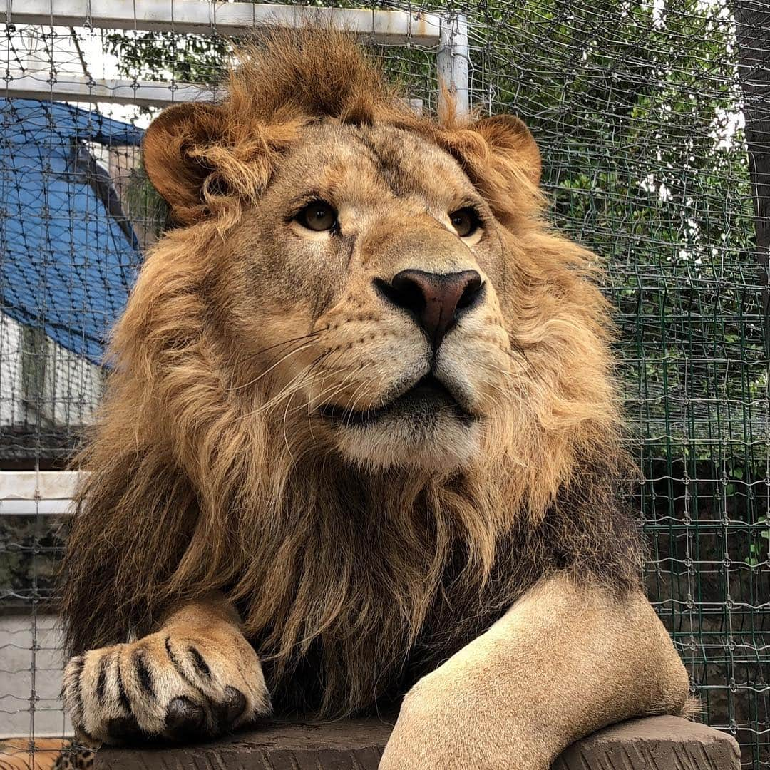 Black Jaguar-White Tiger さんのインスタグラム写真 - (Black Jaguar-White Tiger Instagram)「“Now, look at the horizon Lovey...” #LoveysPrideBJWT #SaveLions」3月29日 9時06分 - blackjaguarwhitetiger