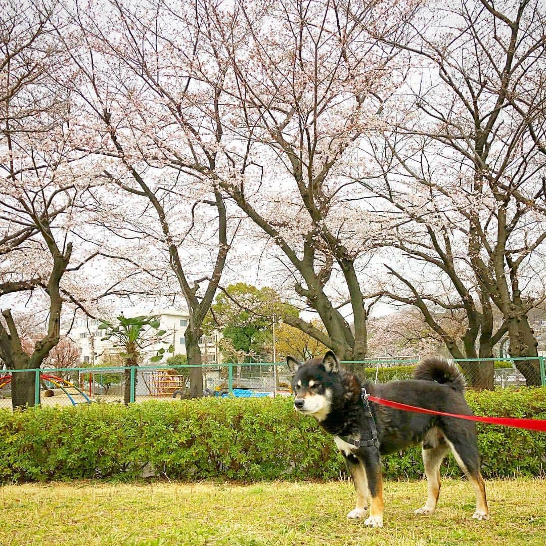 小川博永さんのインスタグラム写真 - (小川博永Instagram)「花冷え。花曇り。  #今朝まる #ししまる #dog #dogs #柴犬 #黒柴」3月29日 9時06分 - ogawahironaga