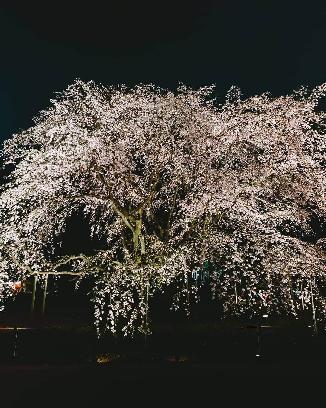 Galaxy Mobile Japanさんのインスタグラム写真 - (Galaxy Mobile JapanInstagram)「桜の名所 #六義園 で撮影！有名なしだれ桜は壮観でした。 📸#GalaxyNote9 #Noteのある生活 #withgalaxy Photo by @8s_hero」3月29日 9時00分 - samsungjpn