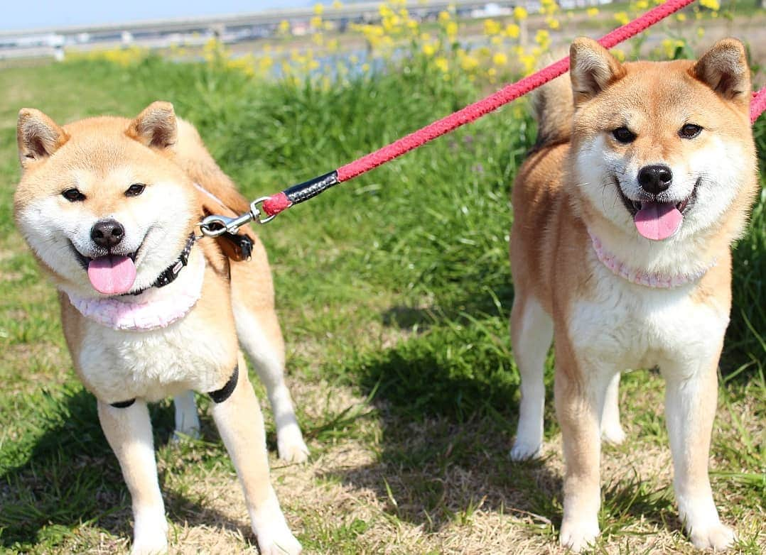 柴犬たま Shibainu Tamaさんのインスタグラム写真 - (柴犬たま Shibainu TamaInstagram)「ポカポカ陽気で笑顔になっちゃう😄 * Caption trans🇬🇧 They will smile when the weather is nice😄 * #柴犬たま #たママ #たま家族 #柴犬ミケ #一眼レフ #一眼レフカメラ #お散歩 #笑顔 #交互 #舌ぺろ #親子シンクロ #菜の花 #花とたま #花とミケ #かなりひし形 #柴犬 #shiba #shibainu #shibastagram #犬 #dog #多頭飼い」3月29日 9時01分 - tama7653