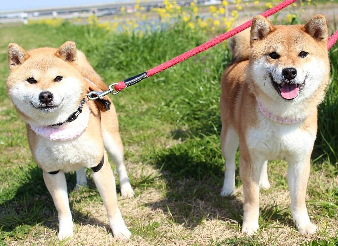 柴犬たま Shibainu Tamaさんのインスタグラム写真 - (柴犬たま Shibainu TamaInstagram)「ポカポカ陽気で笑顔になっちゃう😄 * Caption trans🇬🇧 They will smile when the weather is nice😄 * #柴犬たま #たママ #たま家族 #柴犬ミケ #一眼レフ #一眼レフカメラ #お散歩 #笑顔 #交互 #舌ぺろ #親子シンクロ #菜の花 #花とたま #花とミケ #かなりひし形 #柴犬 #shiba #shibainu #shibastagram #犬 #dog #多頭飼い」3月29日 9時01分 - tama7653