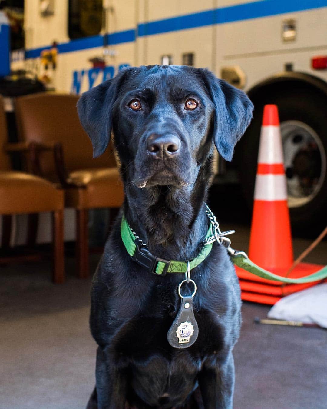 The Dogistさんのインスタグラム写真 - (The DogistInstagram)「Vincenzo, Labrador Retriever (2 y/o), NYPD Bomb Squad - W 10th St., New York, NY • “He’s an EDC dog (Explosives Detection Canine). He drools a lot for all cookies.”」3月29日 9時28分 - thedogist