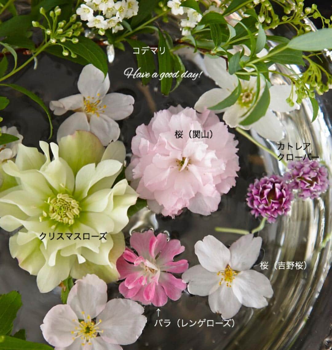 雑誌『花時間』さんのインスタグラム写真 - (雑誌『花時間』Instagram)「おはようございます。本日は花冷え。さて、この中にバラがあるって、気づきましたか？  答えは2枚めのpicに。そう、鉢もので出回るレンゲローズです。春の野辺に咲く蓮華の花によく似た四季咲きのミニバラ。お花屋さんで見つけたら、あるいは育てているなら、こんなふうに桜と水に浮かべてみませんか？  朝、小鳥がついばんで落とした桜で構いません。今の季節なら、桜と一緒に。花びらの透明感が増し、繊細な色合いを余すことなく愛でられますよ。では、本日金曜も元気smile😊😊😊で頑張りましょう！  桜前線は明日にも東北南部へ到着ですね🌸🌸🌸 by ピーターパン  花 @pontgarten  写真 @中野博安  #hana #flower #flowers #flowerslovers #flowerstagram #花時間 #花時間2019  #花好き #花藝 #花好きな人と繋がりたい #花が好きな人と繋がりたい #花のある生活 #花のある暮らし #レンゲローズ #桜 #クリスマスローズ  #春が来た #春の花 #日々の花 #桜が咲いた #お花見 #botanicallife #花屋さんへ行こう」3月29日 9時34分 - hanajikan_magazine