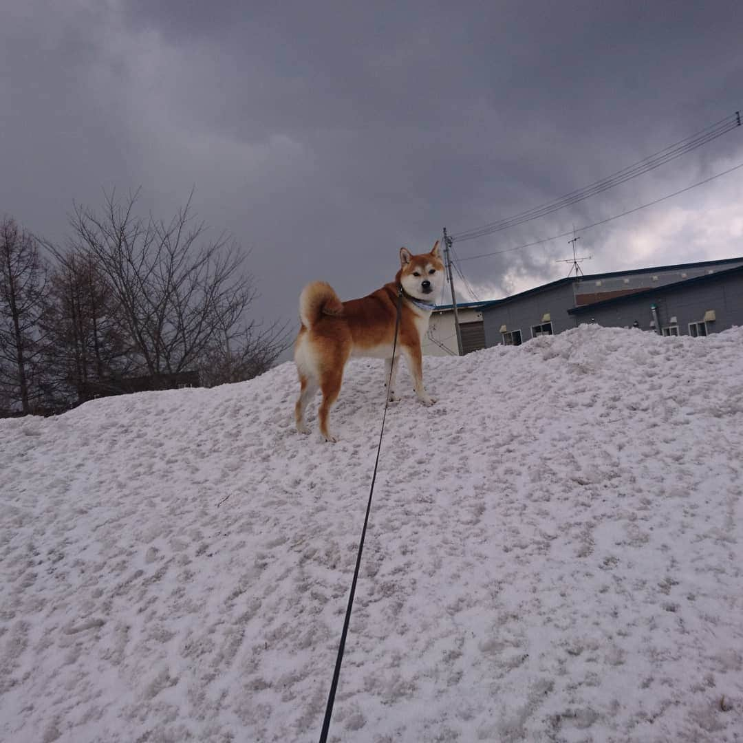 柴犬⭐️サスケさんのインスタグラム写真 - (柴犬⭐️サスケInstagram)「おはわん #０度#寒いわ#⛄#柴犬#赤柴#犬ら部 #トリミング#太ってなかった#痩せてもいなかった#ふわふわ#いい匂い#いつまで続くかな#北海道#柴北会 #ふわもこ部」3月29日 9時48分 - shiba20150405