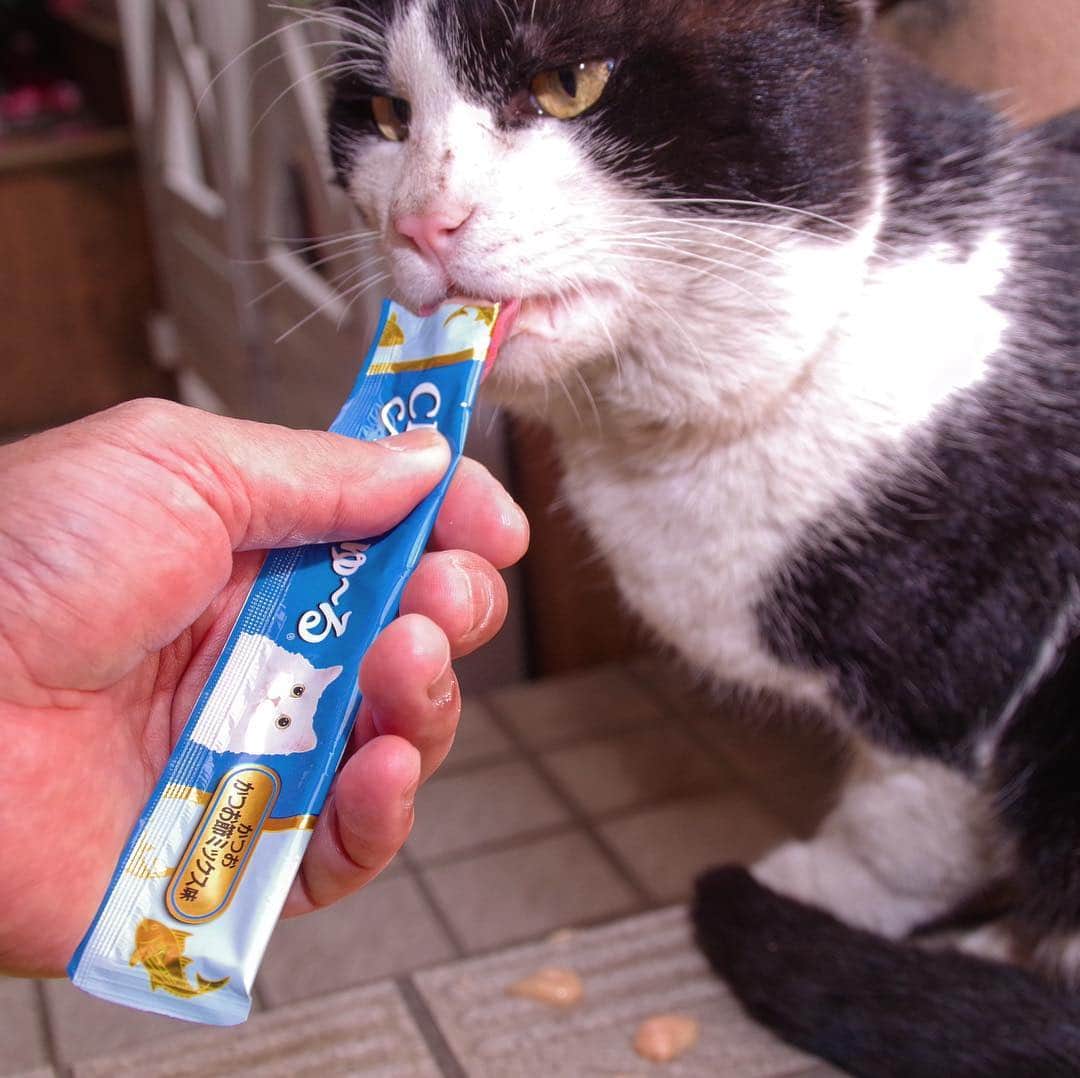 Kachimo Yoshimatsuさんのインスタグラム写真 - (Kachimo YoshimatsuInstagram)「おはようイカスミ！ Good Morning Ikasumi! やっとちゅーる食べてくれた。 背中をちょっと触ったけど逃げなかった。#uchinonekora #ikasumi #neko #cat #catstagram #kachimo #猫 #ねこ #うちの猫ら http://kachimo.exblog.jp」3月29日 10時01分 - kachimo