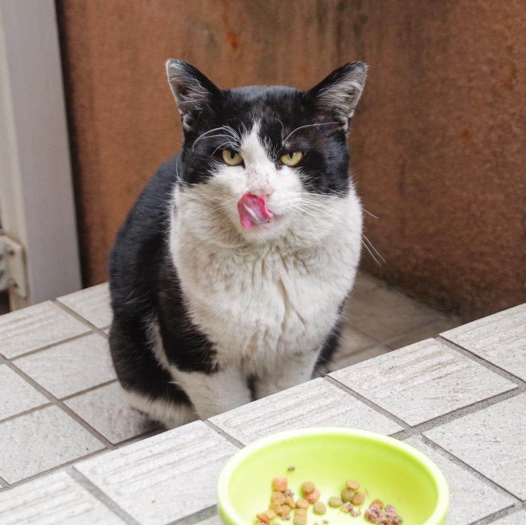 Kachimo Yoshimatsuさんのインスタグラム写真 - (Kachimo YoshimatsuInstagram)「おはようイカスミ！ Good Morning Ikasumi! やっとちゅーる食べてくれた。 背中をちょっと触ったけど逃げなかった。#uchinonekora #ikasumi #neko #cat #catstagram #kachimo #猫 #ねこ #うちの猫ら http://kachimo.exblog.jp」3月29日 10時01分 - kachimo