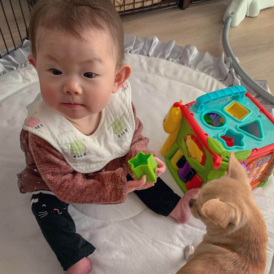 巴田みず希さんのインスタグラム写真 - (巴田みず希Instagram)「#フィッシャープライス  @fisherprice  七ヶ月記念に購入したおもちゃ。 ブロックにしようと思ったんだけどいろいろ遊べそうなのでこれにしたよ❤️ ・ すごくお気に入りになって、毎日小晴くんと一緒にこれで遊んでる笑 ・ さすがフィッシャープライス👍✨ ・ ・ #fisherprice #おもちゃ #ブロック  #photooftheday #スムチー #チワワ #chihuahualove #smoothcoatchihuahua #赤ちゃんと犬 #baby #babyanddog #赤ちゃんとチワワ #chihuahua #育児 #新米ママと繋がりたい #女の子ママ #7ヶ月 #7months #chihuahuaandbaby #babyandchihuahua」3月29日 10時25分 - mizukitomoda