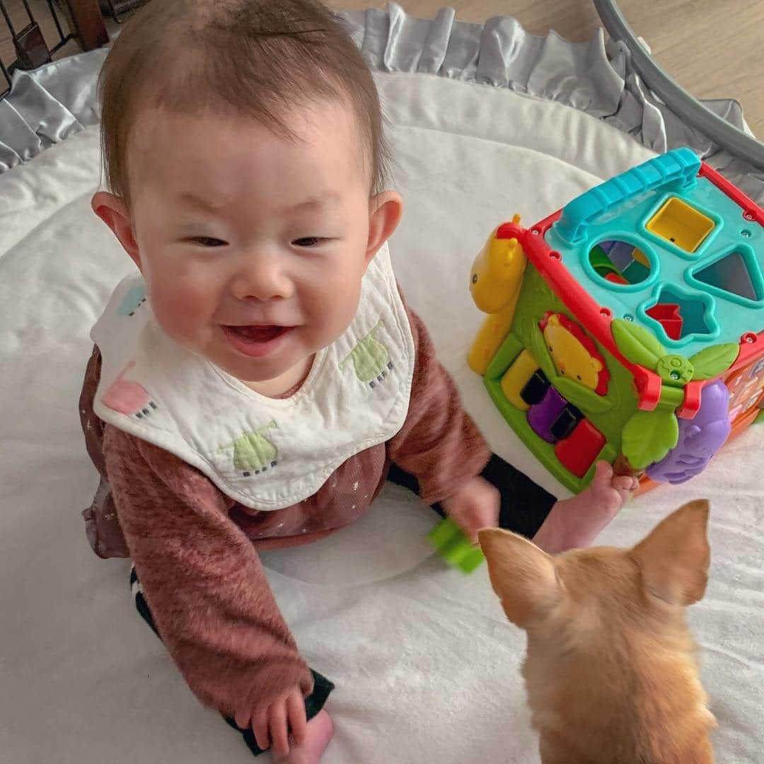 巴田みず希さんのインスタグラム写真 - (巴田みず希Instagram)「#フィッシャープライス  @fisherprice  七ヶ月記念に購入したおもちゃ。 ブロックにしようと思ったんだけどいろいろ遊べそうなのでこれにしたよ❤️ ・ すごくお気に入りになって、毎日小晴くんと一緒にこれで遊んでる笑 ・ さすがフィッシャープライス👍✨ ・ ・ #fisherprice #おもちゃ #ブロック  #photooftheday #スムチー #チワワ #chihuahualove #smoothcoatchihuahua #赤ちゃんと犬 #baby #babyanddog #赤ちゃんとチワワ #chihuahua #育児 #新米ママと繋がりたい #女の子ママ #7ヶ月 #7months #chihuahuaandbaby #babyandchihuahua」3月29日 10時25分 - mizukitomoda