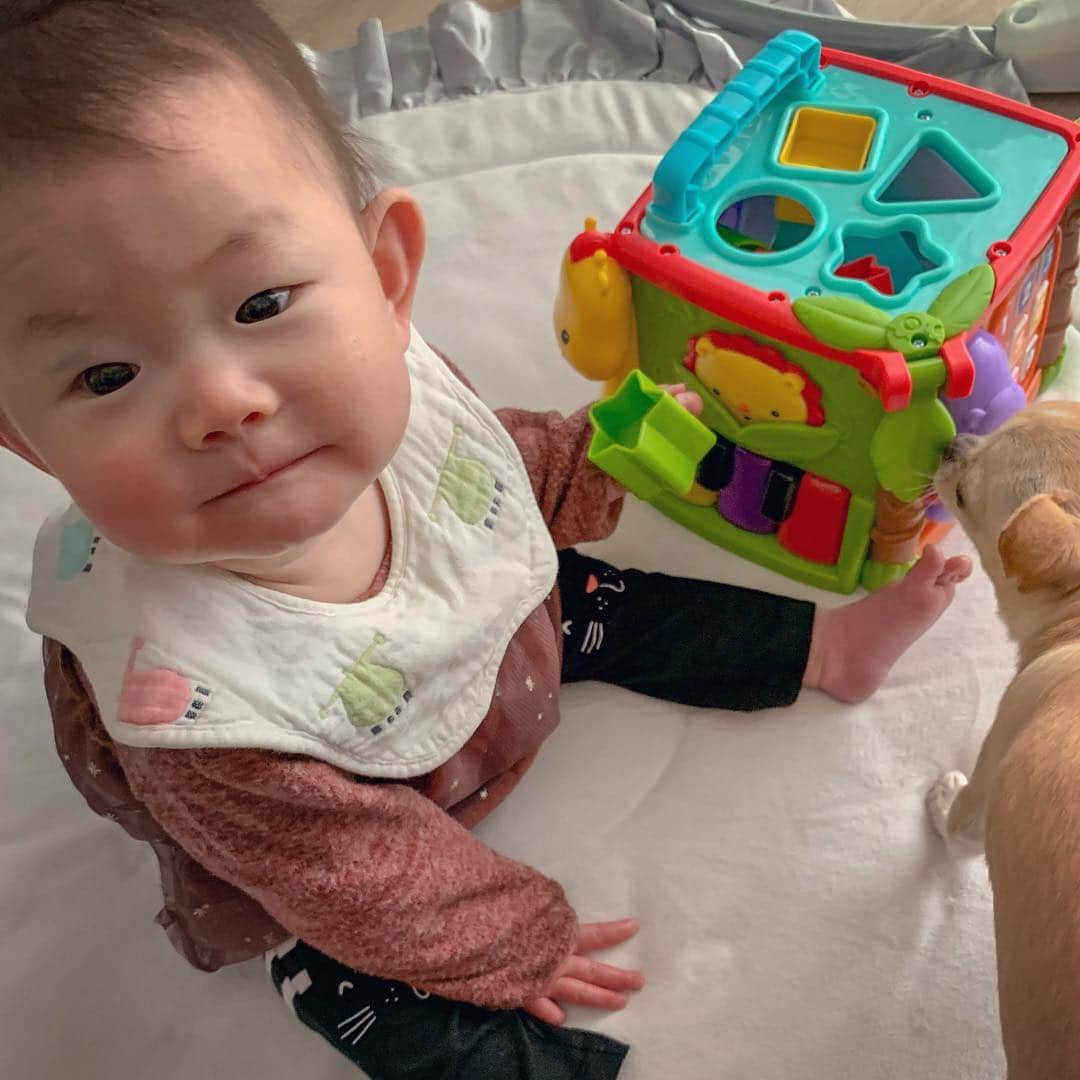 のインスタグラム：「#フィッシャープライス  @fisherprice  七ヶ月記念に購入したおもちゃ。 ブロックにしようと思ったんだけどいろいろ遊べそうなのでこれにしたよ❤️ ・ すごくお気に入りになって、毎日小晴くんと一緒にこれで遊んでる笑 ・ さすがフィッシャープライス👍✨ ・ ・ #fisherprice #おもちゃ #ブロック  #photooftheday #スムチー #チワワ #chihuahualove #smoothcoatchihuahua #赤ちゃんと犬 #baby #babyanddog #赤ちゃんとチワワ #chihuahua #育児 #新米ママと繋がりたい #女の子ママ #7ヶ月 #7months #chihuahuaandbaby #babyandchihuahua」