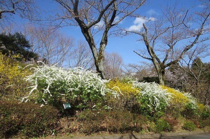 Soka Universityさんのインスタグラム写真 - (Soka UniversityInstagram)「Campus Seasonal Photos March ④ 丹木の歳時記 弥生④ ⑴ 木蓮(モクレン) ⑵ 枝垂れ桜 ⑶ 雪柳&連翹(ユキヤナギ&レンギョウ) ⑷ 杏(アンズ) ⑸ 躑躅(ツツジ) ⑹ 白木蓮(ハクモクレン) ⑺ 日向水木(ヒュウガミズキ) ⑻ 菫(スミレ) ⑼ 二輪草(ニリンソウ) ⑽ 片栗(カタクリ) #discoversoka #sodaigram #sokauniversity #創価大学 #hachioji #八王子 #tokyo #東京 #campus #キャンパス #university #大学 #students #学生 #international #国際 #studentlife #学生生活 #diversity #多様性 #spring #春 #march #3月 #弥生」3月29日 10時22分 - sokauniversity