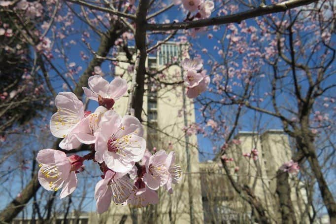 Soka Universityさんのインスタグラム写真 - (Soka UniversityInstagram)「Campus Seasonal Photos March ④ 丹木の歳時記 弥生④ ⑴ 木蓮(モクレン) ⑵ 枝垂れ桜 ⑶ 雪柳&連翹(ユキヤナギ&レンギョウ) ⑷ 杏(アンズ) ⑸ 躑躅(ツツジ) ⑹ 白木蓮(ハクモクレン) ⑺ 日向水木(ヒュウガミズキ) ⑻ 菫(スミレ) ⑼ 二輪草(ニリンソウ) ⑽ 片栗(カタクリ) #discoversoka #sodaigram #sokauniversity #創価大学 #hachioji #八王子 #tokyo #東京 #campus #キャンパス #university #大学 #students #学生 #international #国際 #studentlife #学生生活 #diversity #多様性 #spring #春 #march #3月 #弥生」3月29日 10時22分 - sokauniversity