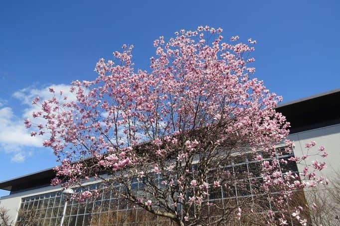 Soka Universityさんのインスタグラム写真 - (Soka UniversityInstagram)「Campus Seasonal Photos March ④ 丹木の歳時記 弥生④ ⑴ 木蓮(モクレン) ⑵ 枝垂れ桜 ⑶ 雪柳&連翹(ユキヤナギ&レンギョウ) ⑷ 杏(アンズ) ⑸ 躑躅(ツツジ) ⑹ 白木蓮(ハクモクレン) ⑺ 日向水木(ヒュウガミズキ) ⑻ 菫(スミレ) ⑼ 二輪草(ニリンソウ) ⑽ 片栗(カタクリ) #discoversoka #sodaigram #sokauniversity #創価大学 #hachioji #八王子 #tokyo #東京 #campus #キャンパス #university #大学 #students #学生 #international #国際 #studentlife #学生生活 #diversity #多様性 #spring #春 #march #3月 #弥生」3月29日 10時22分 - sokauniversity