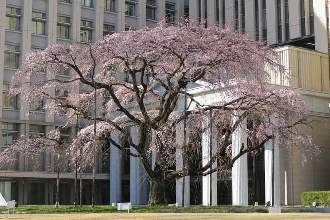 Soka Universityさんのインスタグラム写真 - (Soka UniversityInstagram)「Campus Seasonal Photos March ④ 丹木の歳時記 弥生④ ⑴ 木蓮(モクレン) ⑵ 枝垂れ桜 ⑶ 雪柳&連翹(ユキヤナギ&レンギョウ) ⑷ 杏(アンズ) ⑸ 躑躅(ツツジ) ⑹ 白木蓮(ハクモクレン) ⑺ 日向水木(ヒュウガミズキ) ⑻ 菫(スミレ) ⑼ 二輪草(ニリンソウ) ⑽ 片栗(カタクリ) #discoversoka #sodaigram #sokauniversity #創価大学 #hachioji #八王子 #tokyo #東京 #campus #キャンパス #university #大学 #students #学生 #international #国際 #studentlife #学生生活 #diversity #多様性 #spring #春 #march #3月 #弥生」3月29日 10時22分 - sokauniversity